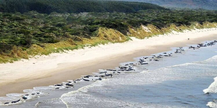 Mais de 200 baleias encalham na Austrália, e autoridades temem mortes