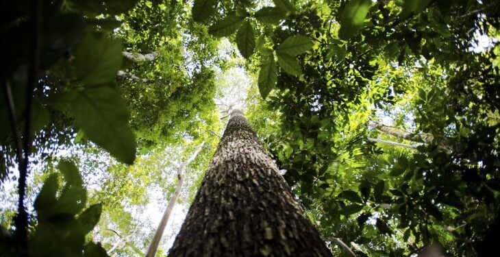 Amazônia Legal: 167 quilômetros quadrados foram desmatados em janeiro