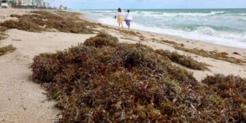 Bolha de algas marinhas com o dobro da largura dos EUA se dirige à Flórida