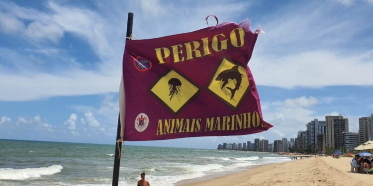 Adolescente sofre ataque de tubarão em Piedade, no Grande Recife; é o segundo caso em dois dias