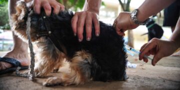 Dia Mundial Contra a Raiva traz alerta sobre importância da vacinação