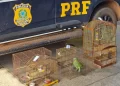 PRF resgata aves silvestres mantidas ilegalmente em cativeiro no oeste do Maranhão